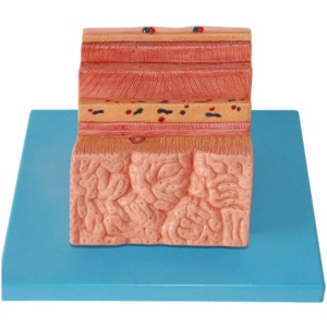 Stomach model stomach wall anatomical model