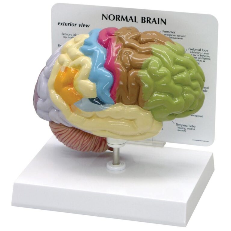 1019543_01_1200_1200_Half-Brain-Model-1024x1024