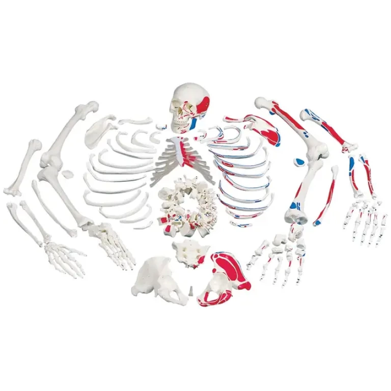 Disarticulated-Half-Human-Skeleton-Model-Wire-Mounted-Hand-768x768