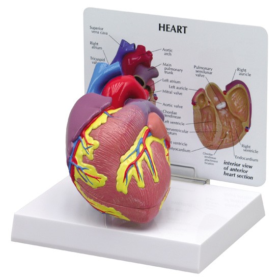 heart-model-1